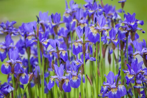 Hello Garden Iris (Germanica) 'Helge' vaste plant - afbeelding 4