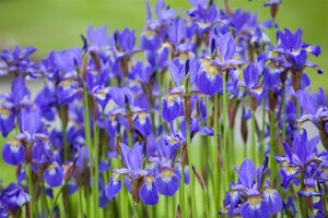 Hello Garden Iris (Germanica) 'Helge' vaste plant - afbeelding 4