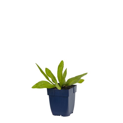 Hello Garden Iris sibirica 'Blue King' vaste plant