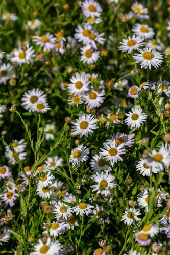 Hello Garden Kalimeris incisa 'Alba' vaste plant - afbeelding 5