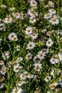 Hello Garden Kalimeris incisa 'Alba' vaste plant - afbeelding 5