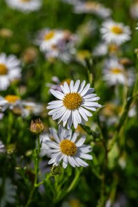 Hello Garden Kalimeris incisa 'Alba' vaste plant - afbeelding 6