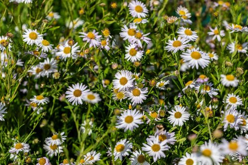 Hello Garden Kalimeris incisa 'Alba' vaste plant - afbeelding 4