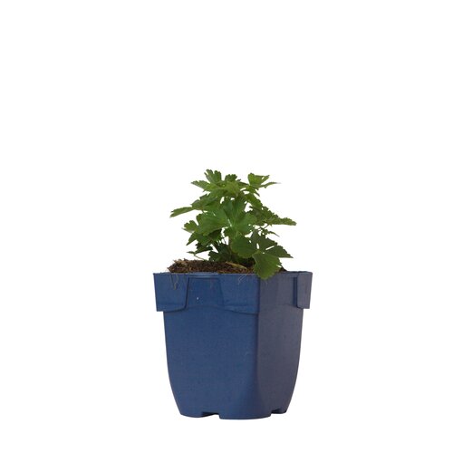 Anemone sylvestris, in 11cm-pot