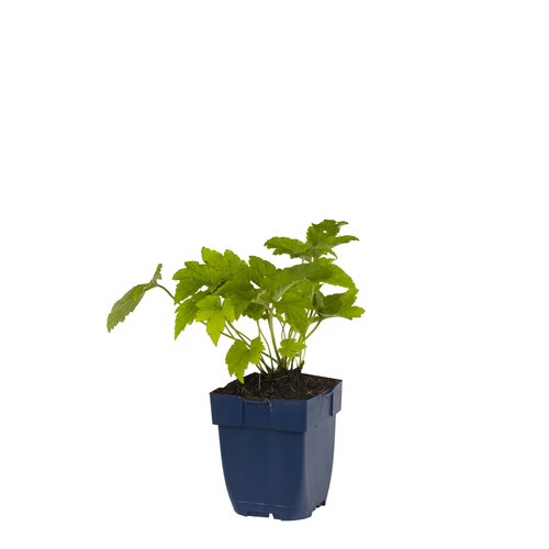 Hello Garden Kalimeris incisa Alba vaste plant