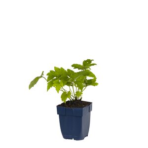 Hello Garden Kalimeris incisa Alba vaste plant