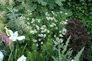 Hello Garden Kalimeris incisa 'Alba' vaste plant - afbeelding 2