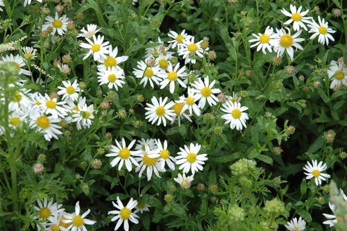 Hello Garden Kalimeris incisa 'Alba' vaste plant - afbeelding 3