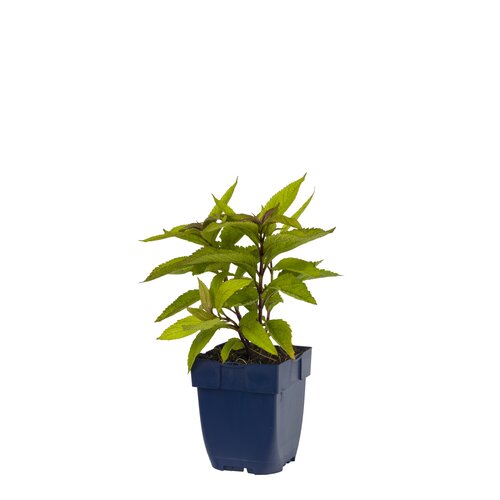 Hello Garden Kalimeris incisa Madiva vaste plant