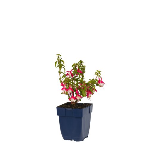 Fuchsia 'Lady Thumb', in 11cm-pot