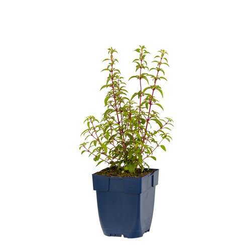 Hello Garden Knautia macedonica vaste plant