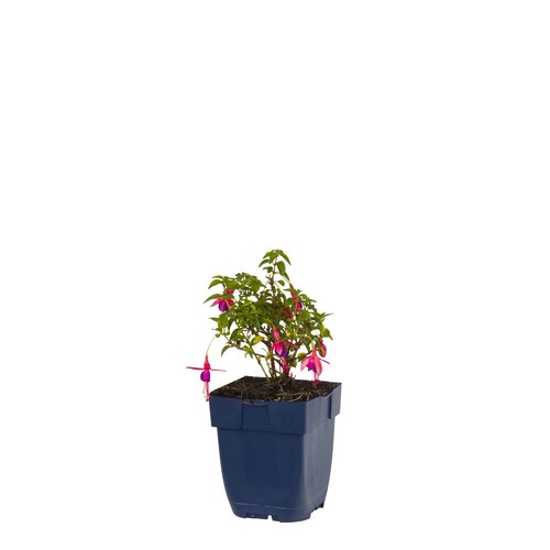 Hello Garden Knautia macedonica vaste plant