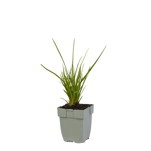 Hello Garden Kniphofia Little Maid vaste plant