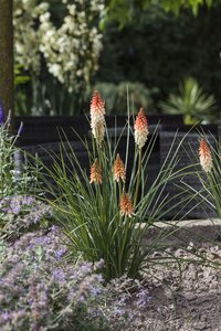 Hello Garden Kniphofia uvaria vaste plant - afbeelding 2