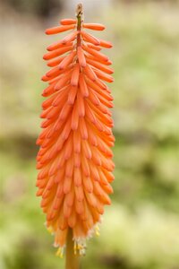 Hello Garden Kniphofia uvaria vaste plant - afbeelding 3