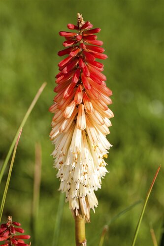 Hello Garden Kniphofia uvaria vaste plant - afbeelding 4