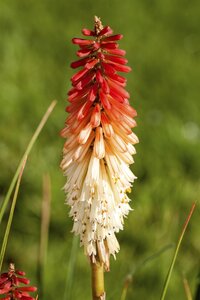 Hello Garden Kniphofia uvaria vaste plant - afbeelding 4