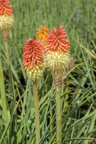 Hello Garden Kniphofia uvaria vaste plant - afbeelding 5