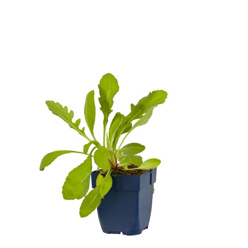 Gaillardia 'Peach', in 11cm-pot - afbeelding 1
