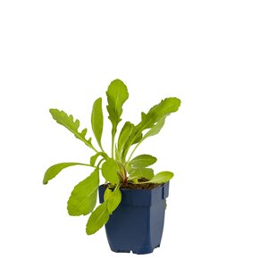 Gaillardia 'Peach', in 11cm-pot - afbeelding 1