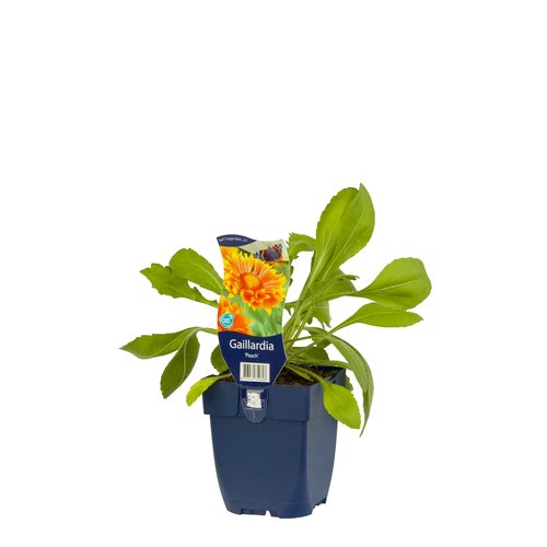 Gaillardia 'Peach', in 11cm-pot - afbeelding 2
