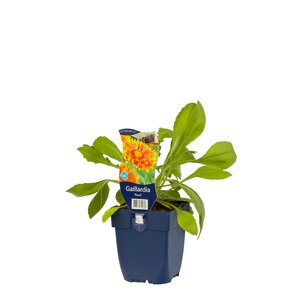 Gaillardia 'Peach', in 11cm-pot - afbeelding 2