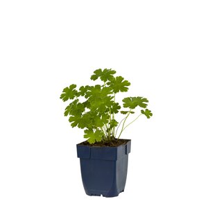Geranium 'Philippe Vapelle', in 11cm-pot - afbeelding 1