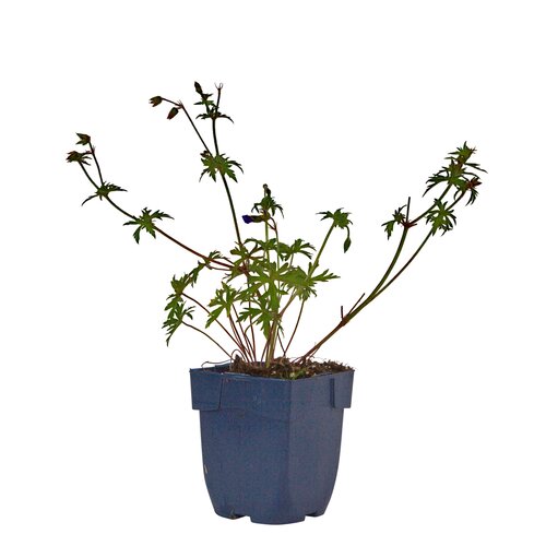 Geranium 'Brookside', in 11cm-pot - afbeelding 1