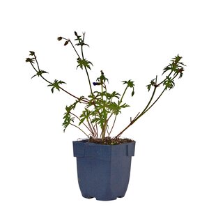 Geranium 'Brookside', in 11cm-pot - afbeelding 1
