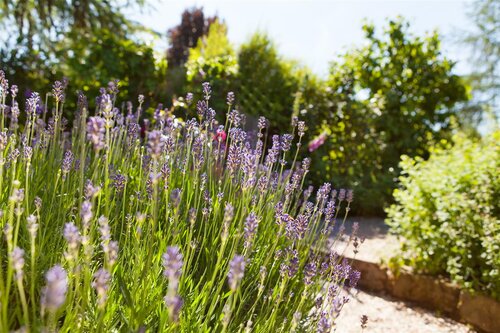 Delphinium (P) 'Blue Bird', in 11cm-pot - afbeelding 3