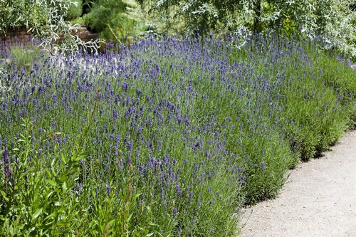 Delphinium (P) 'Blue Bird', in 11cm-pot - afbeelding 5