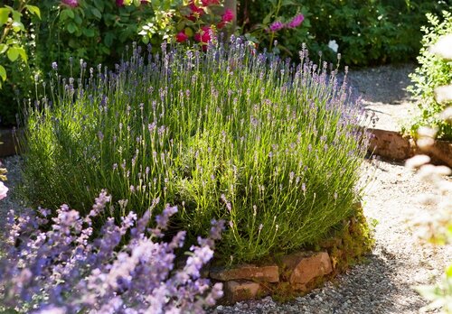 Delphinium (P) 'Blue Bird', in 11cm-pot - afbeelding 4