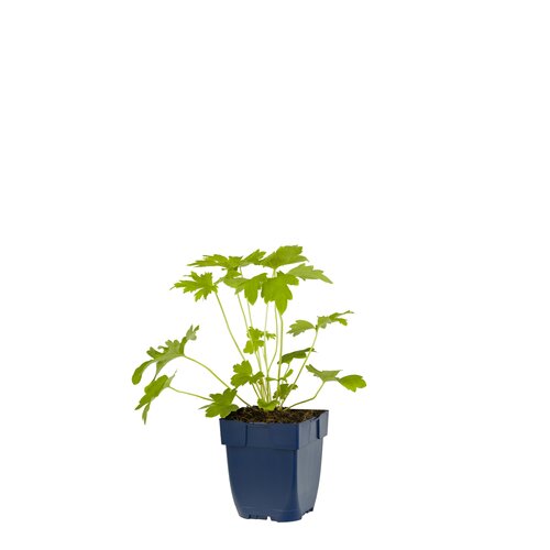 Delphinium (P) 'Blue Bird', in 11cm-pot - afbeelding 1