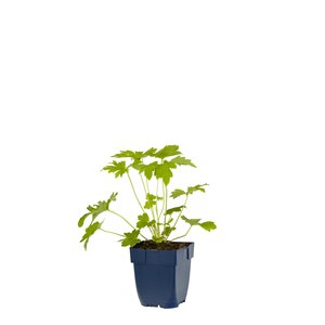 Delphinium (P) 'Blue Bird', in 11cm-pot - afbeelding 1