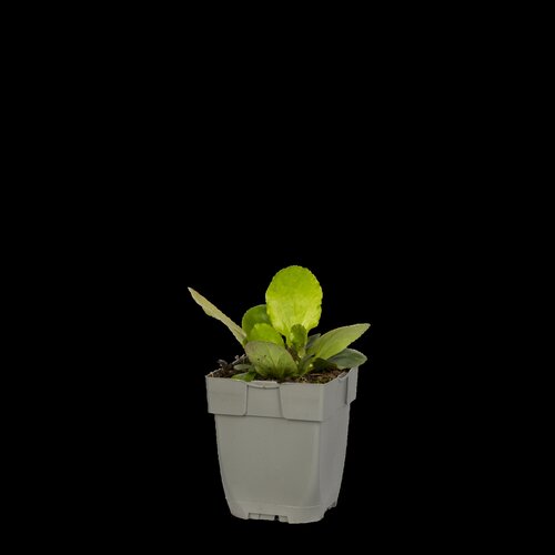 Bergenia 'Bressingham White', in 11cm-pot - afbeelding 1