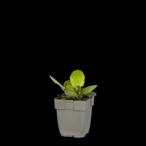 Bergenia 'Bressingham White', in 11cm-pot - afbeelding 1