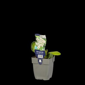 Bergenia 'Bressingham White', in 11cm-pot - afbeelding 2