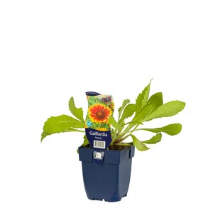 Hello Garden Lavandula angustifolia Hidcote kruid - afbeelding 2