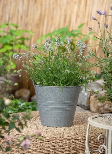 Kalimeris incisa 'Alba', in 11cm-pot - afbeelding 4