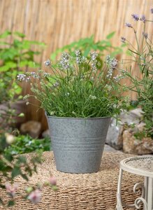 Kalimeris incisa 'Alba', in 11cm-pot - afbeelding 4