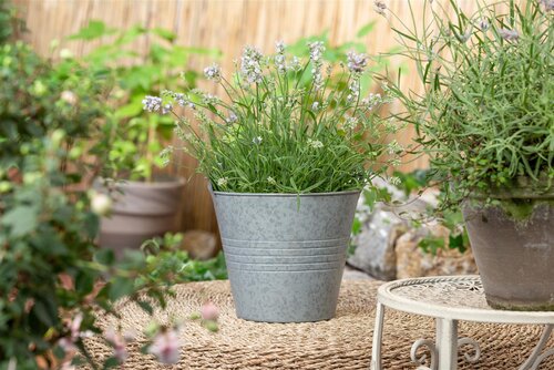 Kalimeris incisa 'Alba', in 11cm-pot - afbeelding 3