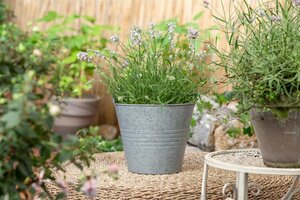 Kalimeris incisa 'Alba', in 11cm-pot - afbeelding 3