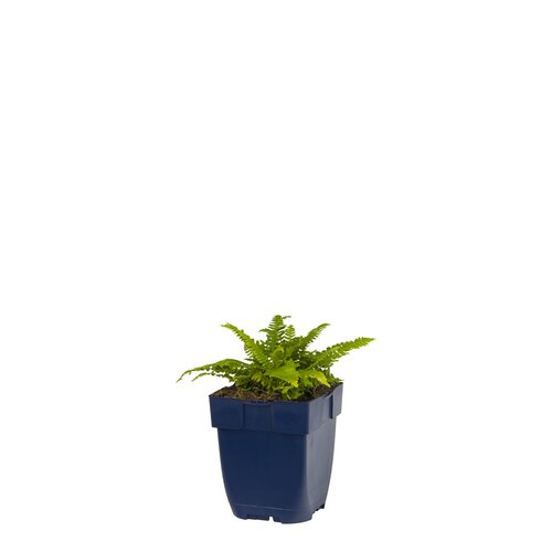 Blechnum spicant, in 11cm-pot - afbeelding 1