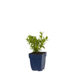Kalimeris incisa 'Alba', in 11cm-pot - afbeelding 1