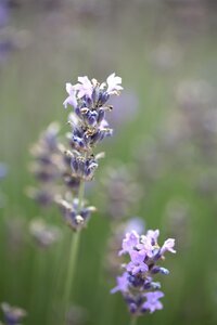 Hello Garden Lavandula angustifolia Munstead kruid - afbeelding 4
