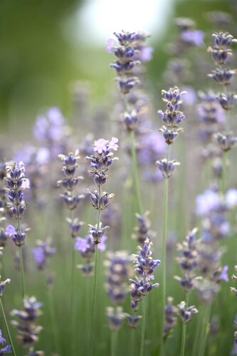 Hello Garden Lavandula angustifolia Munstead kruid - afbeelding 5