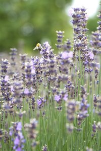 Hello Garden Lavandula angustifolia Munstead kruid - afbeelding 6