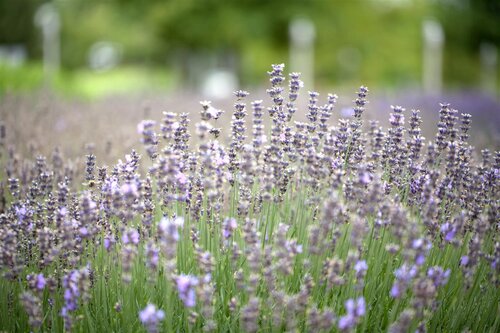 Hello Garden Lavandula angustifolia Munstead kruid - afbeelding 2