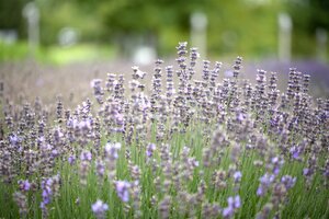 Hello Garden Lavandula angustifolia Munstead kruid - afbeelding 2