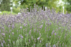 Hello Garden Lavandula angustifolia Munstead kruid - afbeelding 3